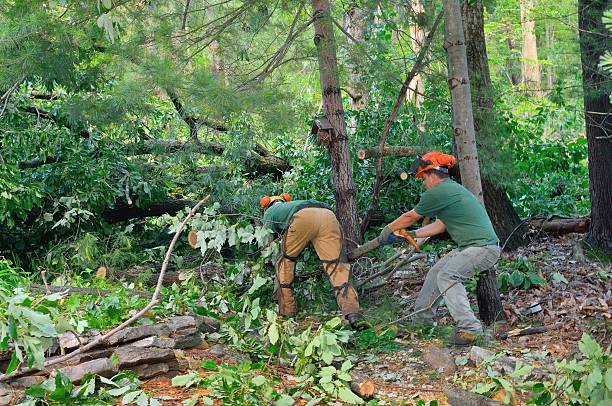 Residential Tree Removal in Payne, OH